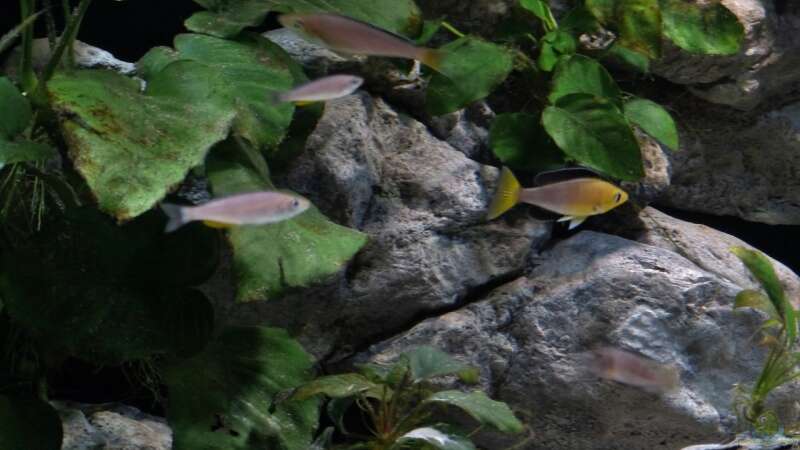 Cyprichromis  von Martina (26)