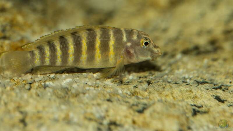 Eretmodus - Jungfisch, 5-6 Monate alt von NicoD (33)