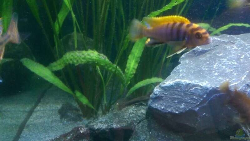 Labidochromis Hongi Red Top von Fishes4Life (6)