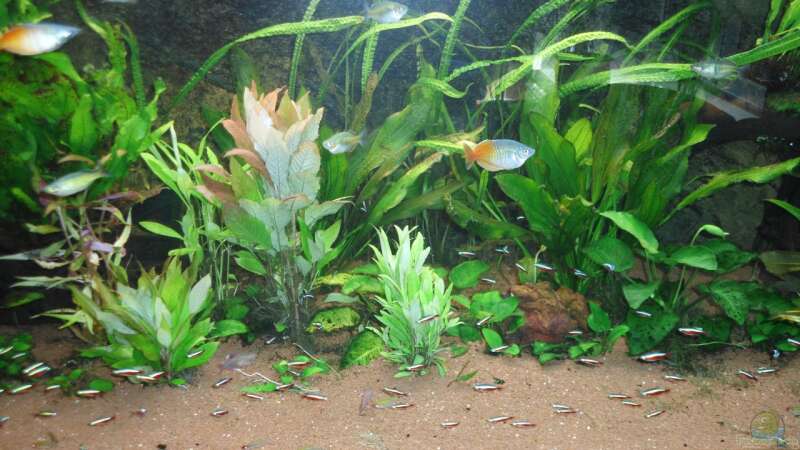 Pflanzen im Aquarium Mein Traum von moskito242 (6)