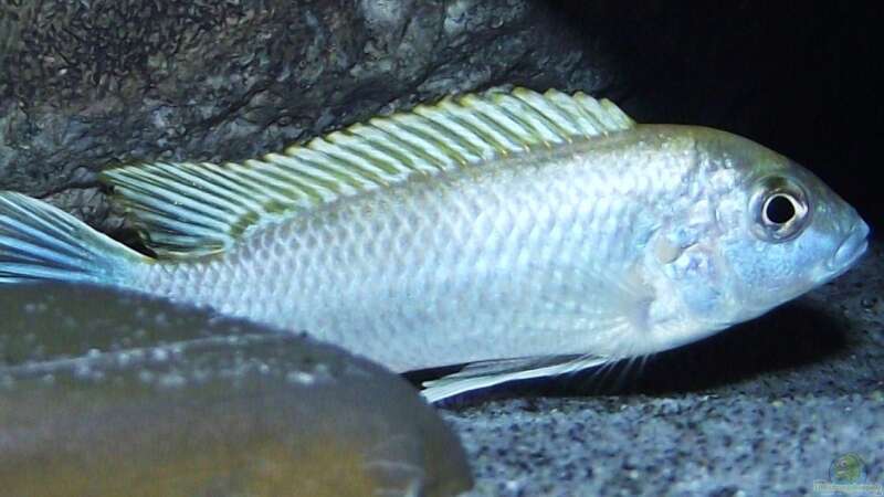 Labidochromis sp. ´perlmutt´ dominantes Männchen von MichaB (23)