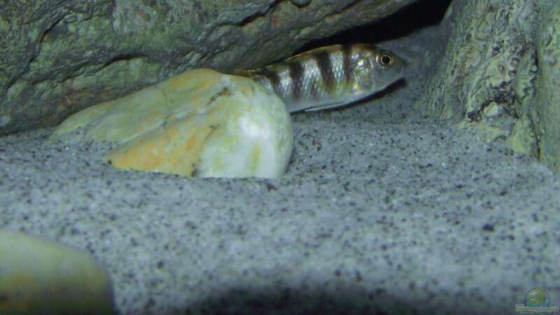 Labidochromis sp. ´perlmutt´ Weibchen von MichaB (24)
