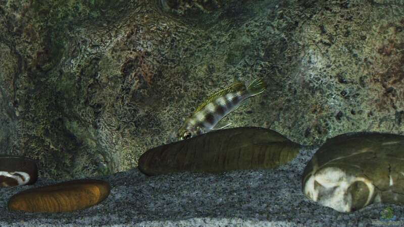 Labidochromis sp. ´perlmutt´ Weibchen von MichaB (25)