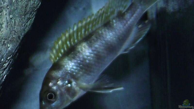 Labidochromis sp. ´perlmutt´ Weibchen von MichaB (26)
