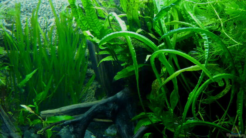 Aquarium Micro-Dschungel von Steffen S. (10)