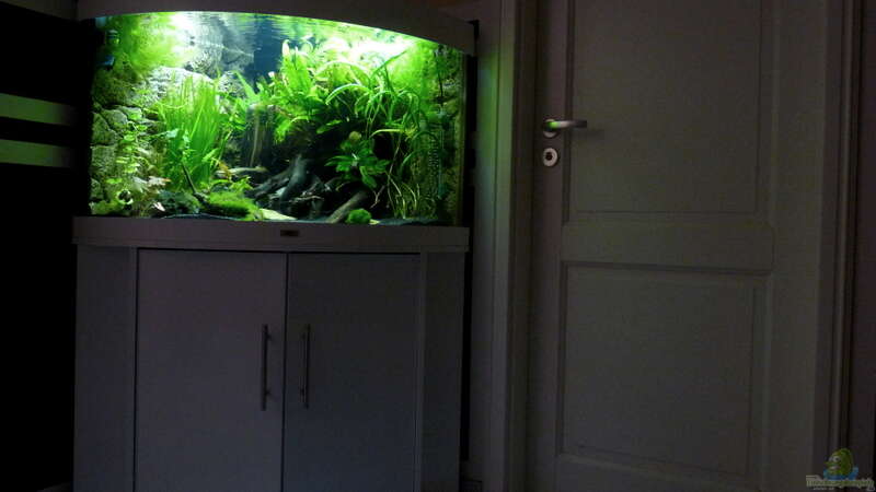 Aquarium Micro-Dschungel von Steffen S. (11)