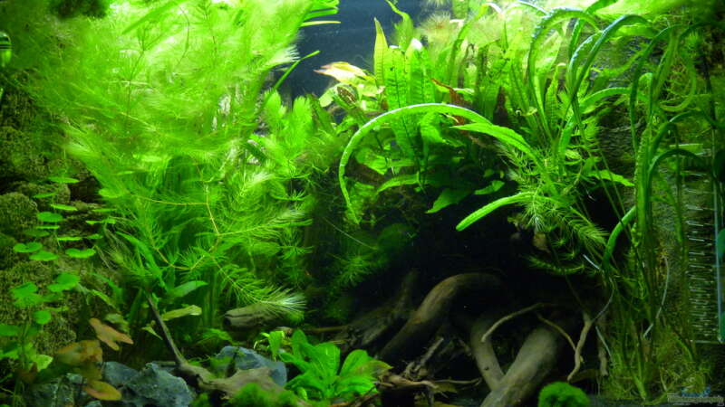 Aquarium Micro-Dschungel von Steffen S. (2)