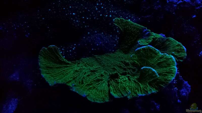 Montipora sp. im Mondlicht von Amazonasbecken.eu (29)