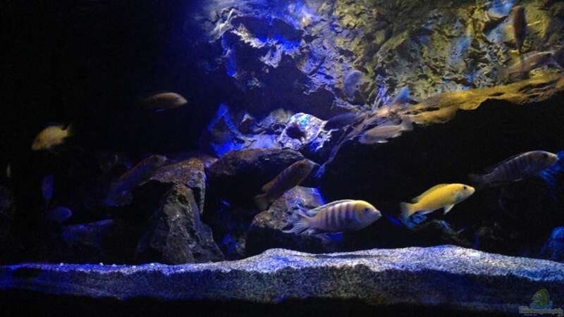 Aquarium Mbunas World von Chimme (12)