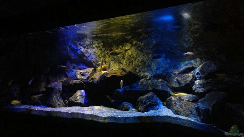 Aquarium Mbunas World von Chimme (3)