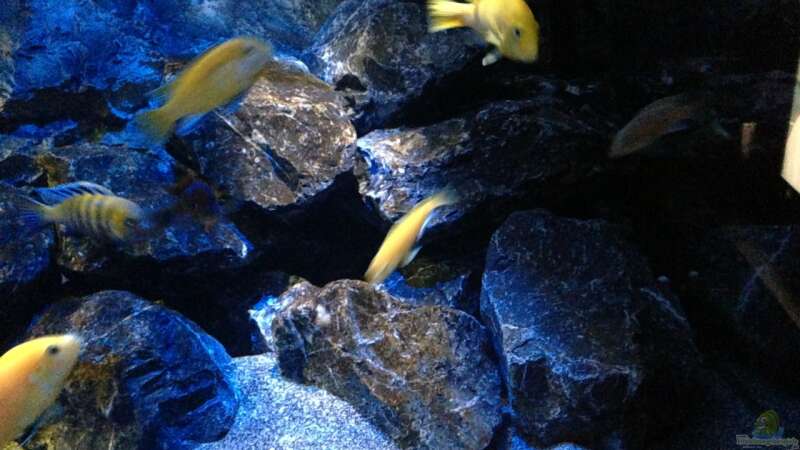 Aquarium Mbunas World von Chimme (7)