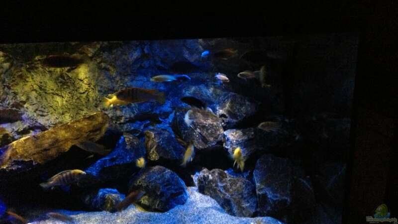 Aquarium Mbunas World von Chimme (8)