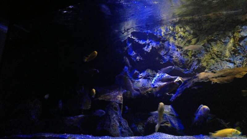 Aquarium Mbunas World von Chimme (9)