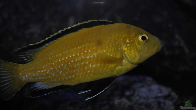 Labidochromis Caeraleus von Chimme (41)