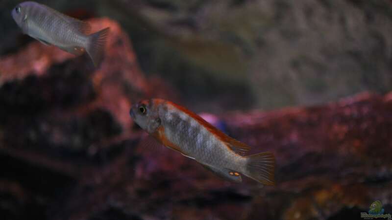 Labidochromis Hongi Red Top von Chimme (38)