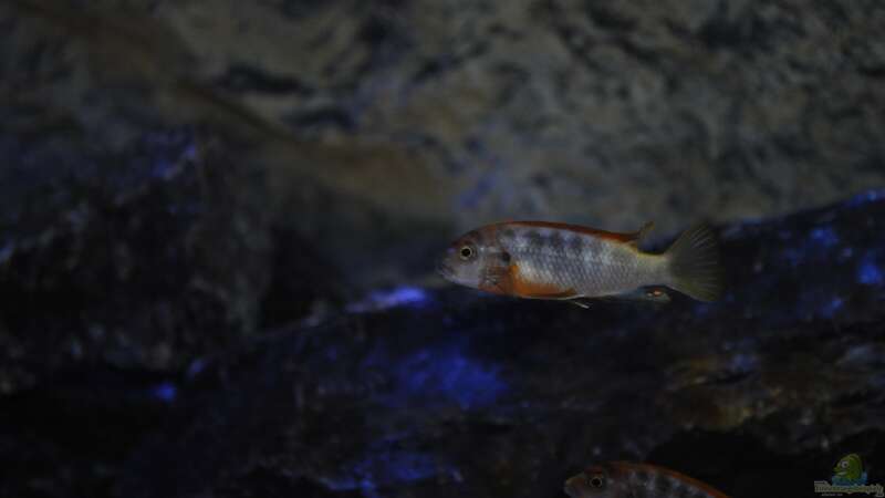 Labidochromis Hongi Red Top von Chimme (43)