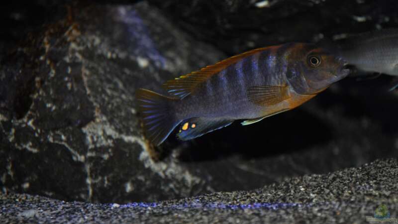 Labidochromis Hongi Red Top von Chimme (55)