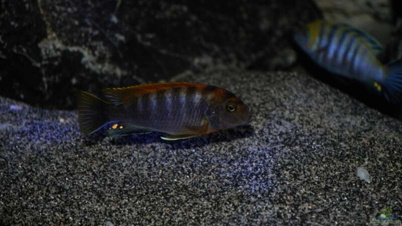 Labidochromis Hongi Red Top von Chimme (57)