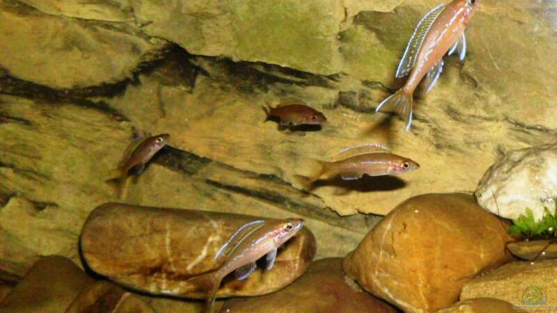 Paracyprichromis nigripinnis ´neon blue´ ein Teil der Gruppe von Angelheart (23)