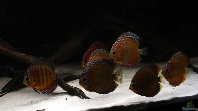 Besatz im Aquarium Amazonasufer von AmazonasFelix (24)