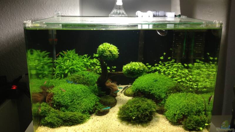 Aquarium Von Apistofan Becken