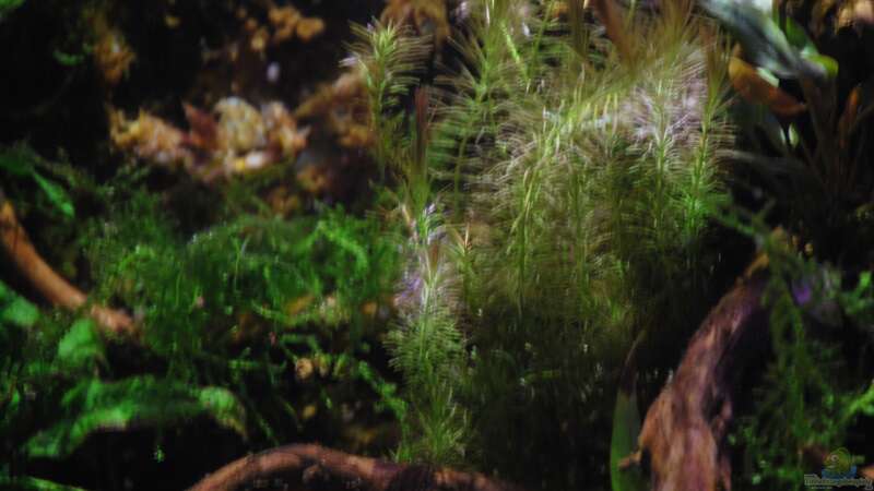 Pflanzen im Aquarium tercera conca von lomarraco (37)