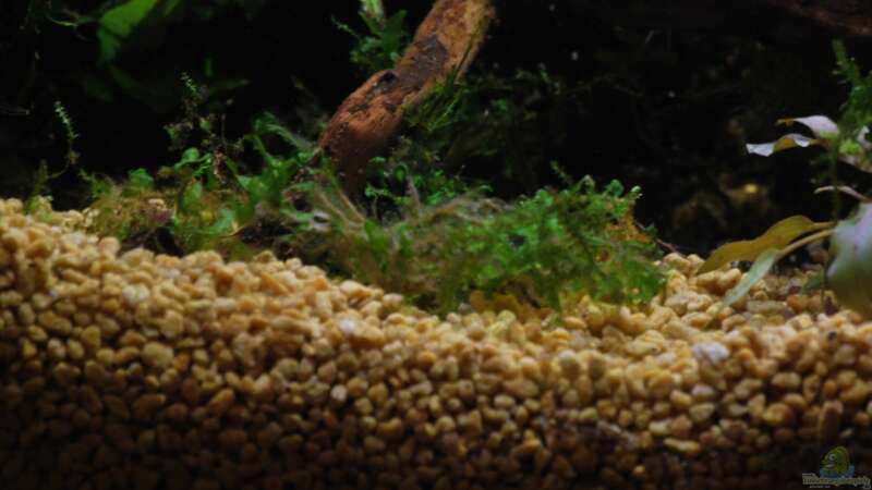 Pflanzen im Aquarium tercera conca von lomarraco (44)