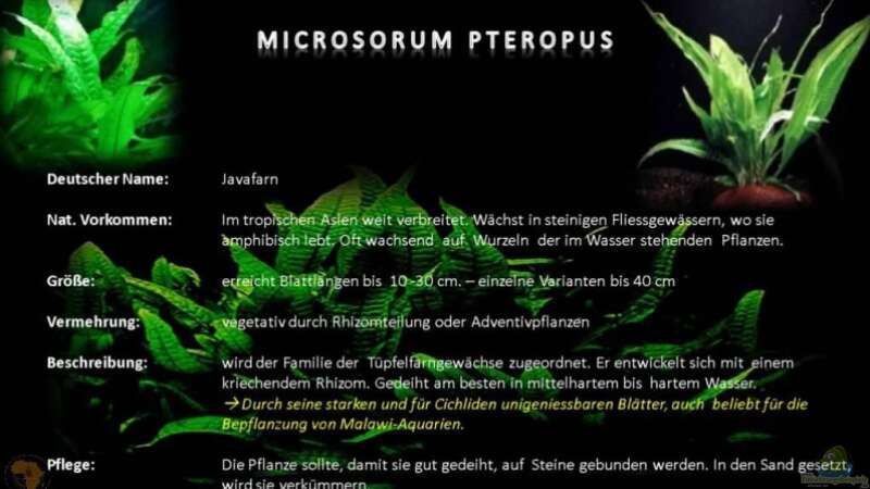 Microsorum Pteropus von KaZe (12)