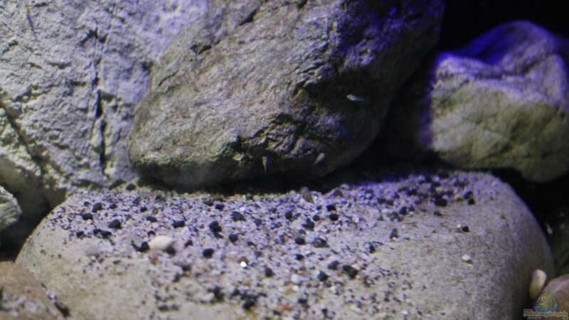 Besatz im Aquarium The Tanganyika Junior High, aufgelöst von The Pictus catfish (15)