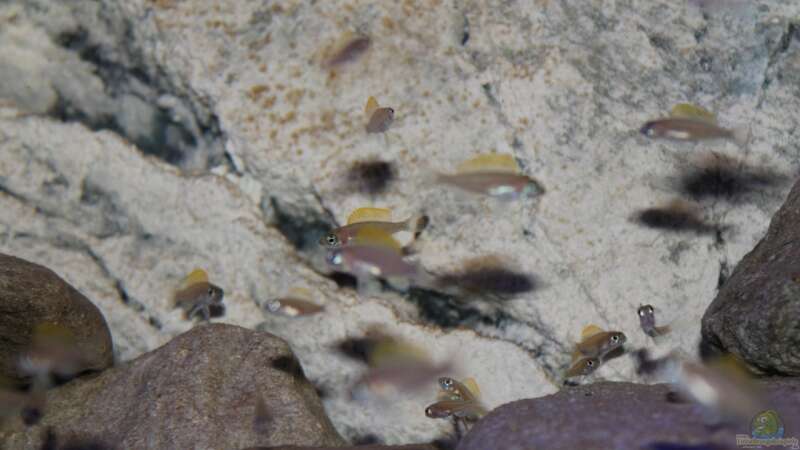 Neolamprologus caudopunctatus, 3,5 Monate alt von The Pictus catfish (1)