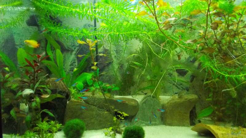 Aquarium Dschungel von Thomas Huber (3)