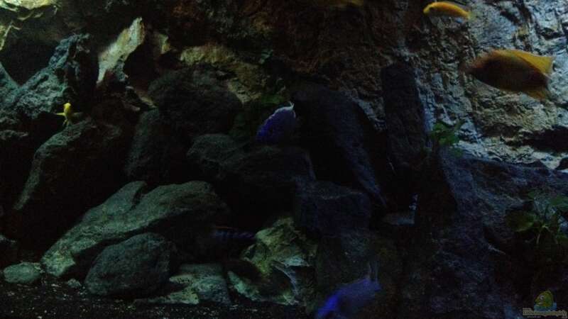 Aquarium stone bay area (closed due!!!) von der Steirer (32)