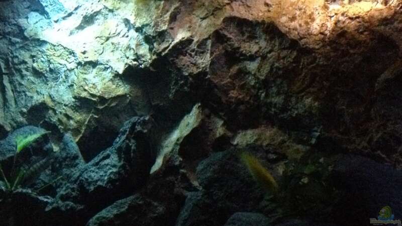 Aquarium stone bay area (closed due!!!) von der Steirer (36)