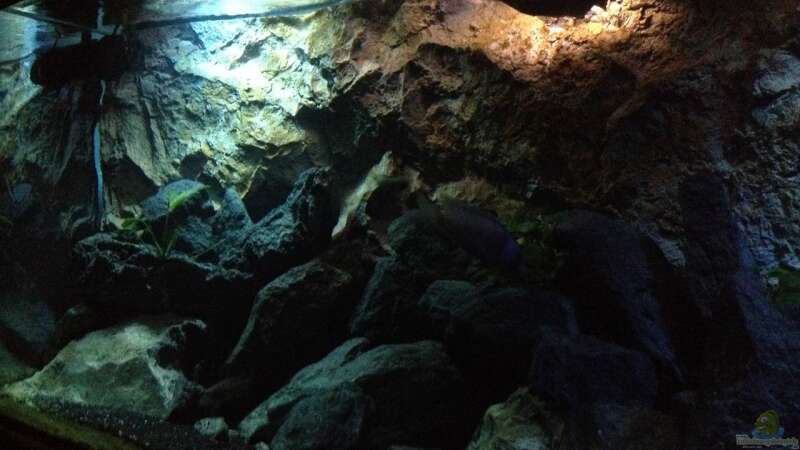 Aquarium stone bay area (closed due!!!) von der Steirer (38)