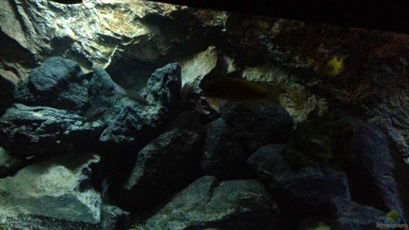 Aquarium stone bay area (closed due!!!) von der Steirer (43)