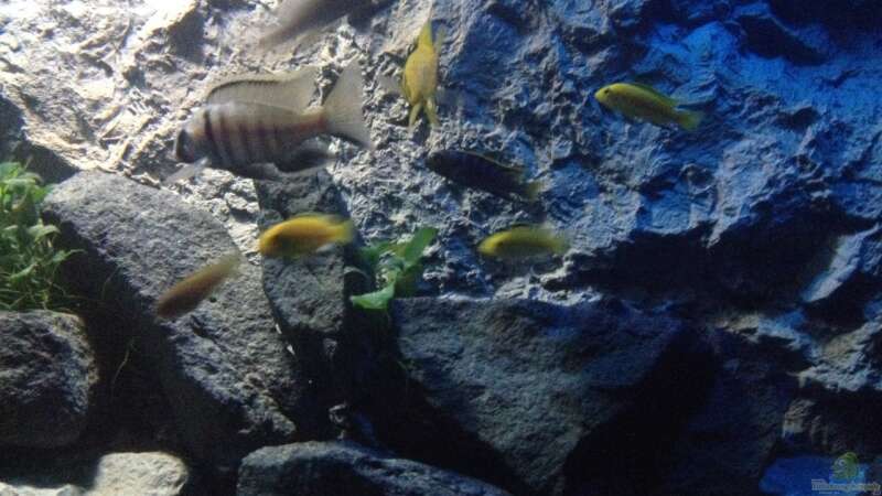 Besatz im Aquarium stone bay area (closed due!!!) von der Steirer (120)