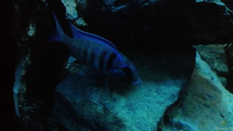Besatz im Aquarium stone bay area (closed due!!!) von der Steirer (125)