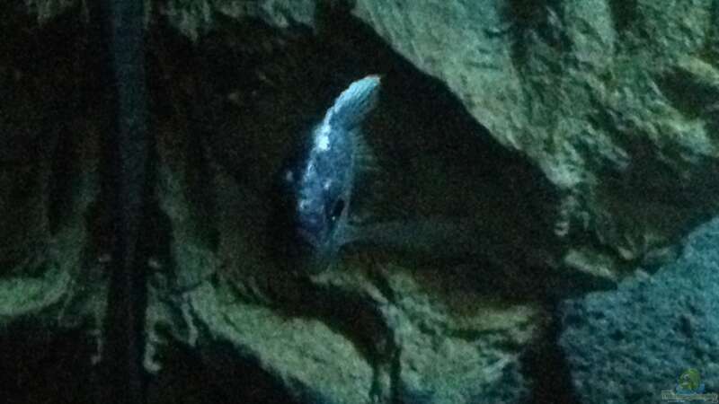 Besatz im Aquarium stone bay area (closed due!!!) von der Steirer (142)