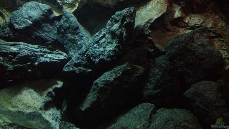 Dekoration im Aquarium stone bay area (closed due!!!) von der Steirer (107)