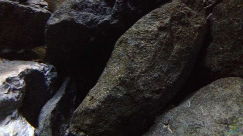 Dekoration im Aquarium stone bay area (closed due!!!) von der Steirer (62)