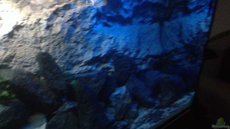 Dekoration im Aquarium stone bay area (closed due!!!) von der Steirer (78)