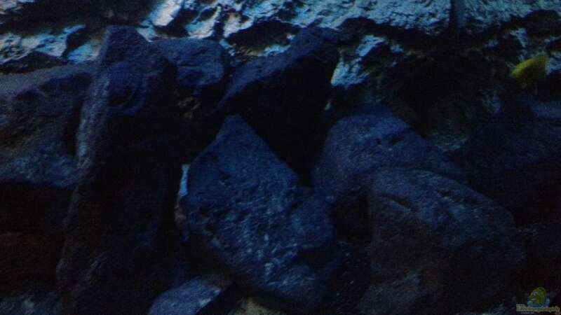 Dekoration im Aquarium stone bay area (closed due!!!) von der Steirer (85)