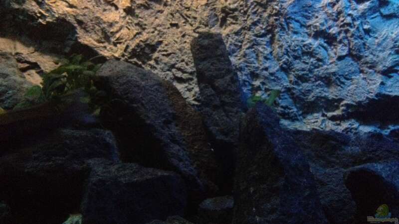 Dekoration im Aquarium stone bay area (closed due!!!) von der Steirer (96)
