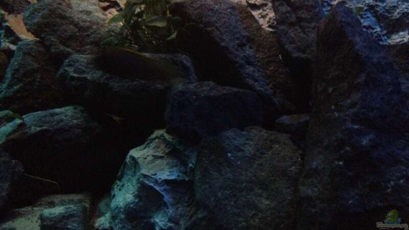 Dekoration im Aquarium stone bay area (closed due!!!) von der Steirer (99)