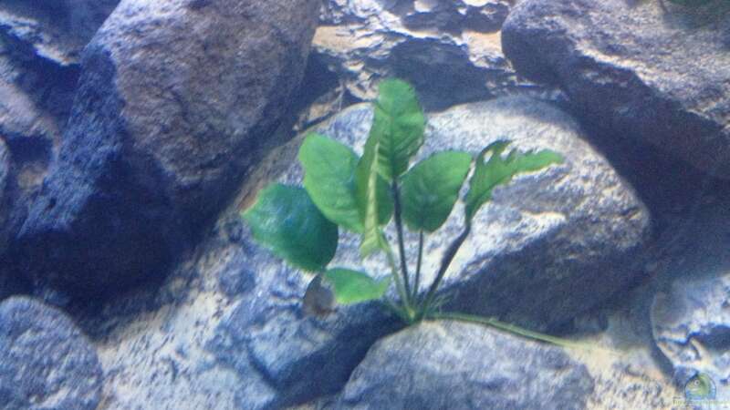 Pflanzen im Aquarium stone bay area (closed due!!!) von der Steirer (52)