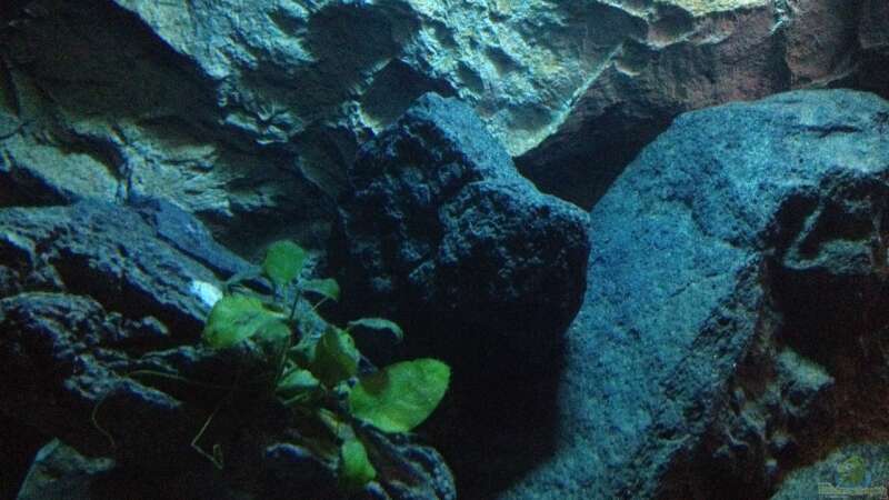 Pflanzen im Aquarium stone bay area (closed due!!!) von der Steirer (54)