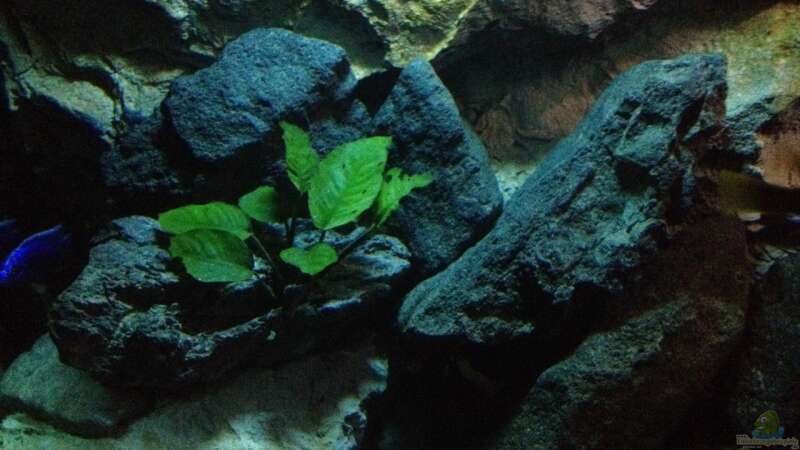 Pflanzen im Aquarium stone bay area (closed due!!!) von der Steirer (55)