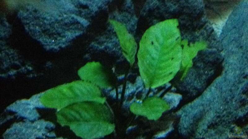 Pflanzen im Aquarium stone bay area (closed due!!!) von der Steirer (56)
