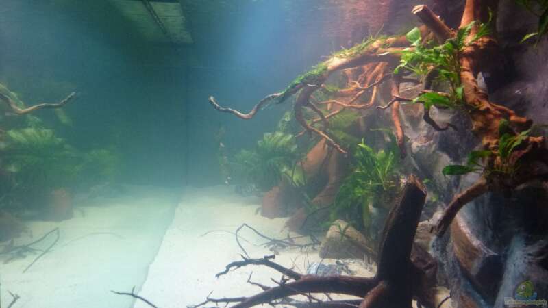 Aquarium Amazonas von master-marko (13)