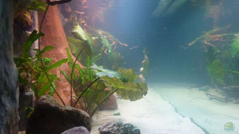 Aquarium Amazonas von master-marko (14)